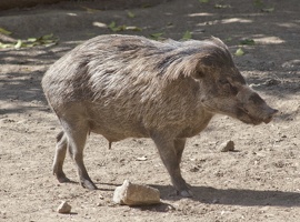 321-1532 San Diego Zoo - Visayan Warty Pig